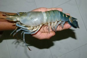 River Big lobster and Shrimps. from Bangladesh from Bangladesh